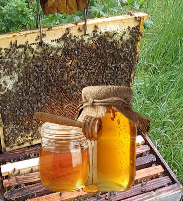 nf box honey images